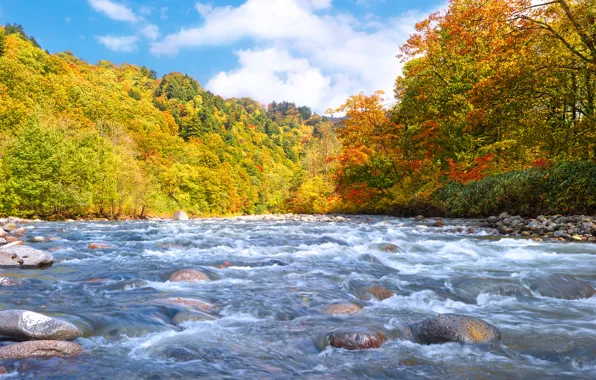 Autumn, forest, river, stones, stream, early