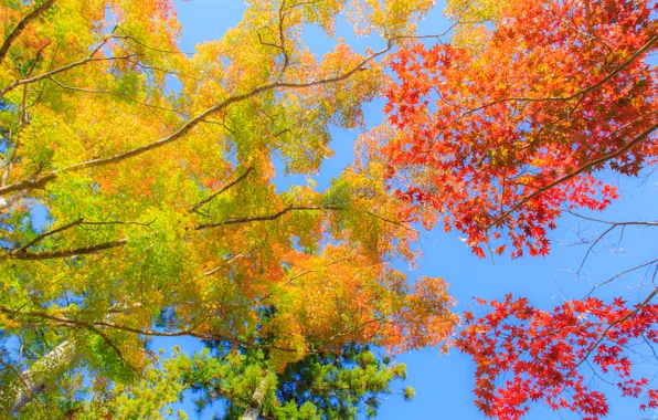 Picture autumn, the sky, leaves, trees, branches, the crimson