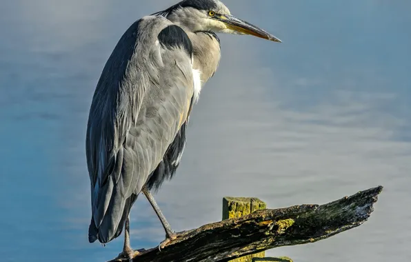Nature, bird, beak, Heron