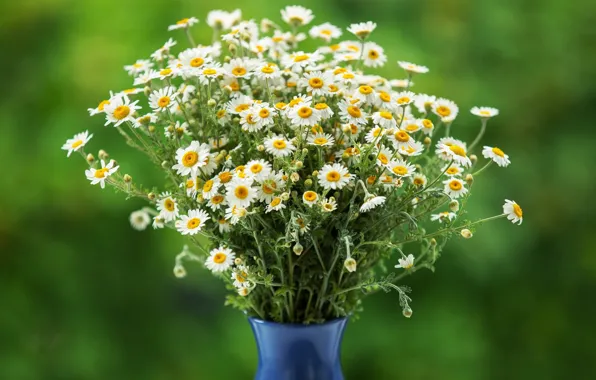 Picture chamomile, bouquet, vase, green background