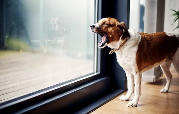 Picture house, dog, yawn