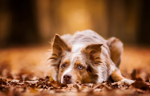 Autumn, nature, dog