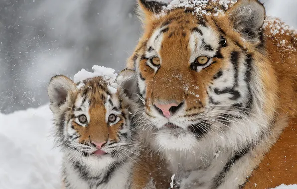 Winter, tiger, tigers, tiger