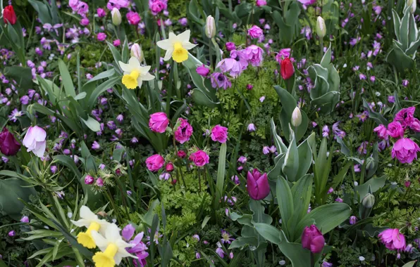 Tulips, Park, Daffodils