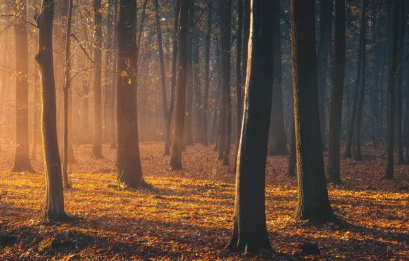 Autumn, forest, light, light, forest, autumn, Tomczak Michael