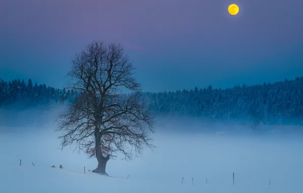 Winter, forest, snow, night, branches, nature, fog, blue