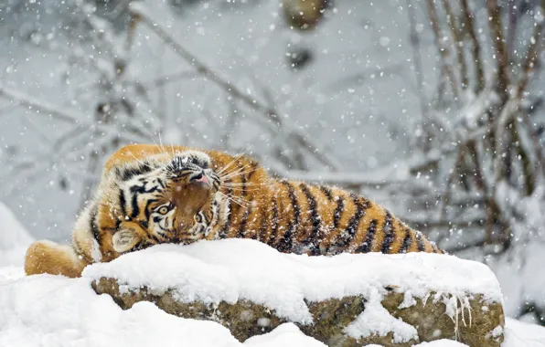 Winter, snow, predator, big cat, the Amur tiger