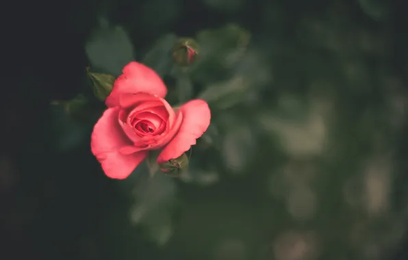 Flower, pink, rose, petals