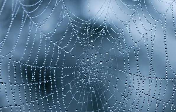 Drops, Web, thread