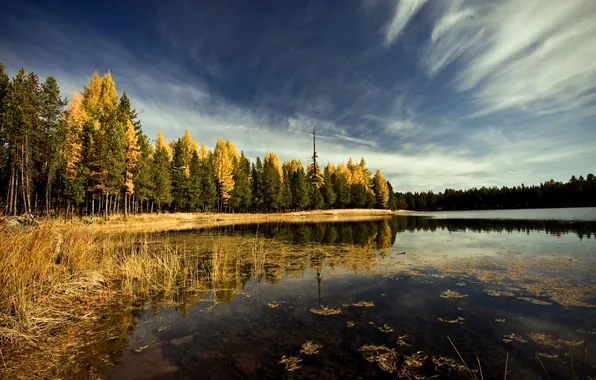Autumn, forest, the sky, clouds, trees, landscape, nature, river