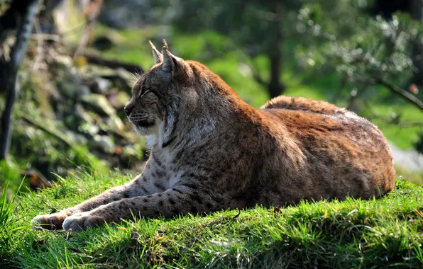Picture cat, grass, stay, profile, lynx
