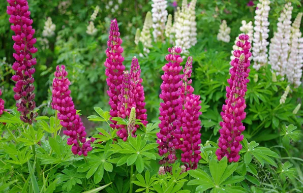Picture summer, flowers, nature, plants, cottage, June, flora, lupins