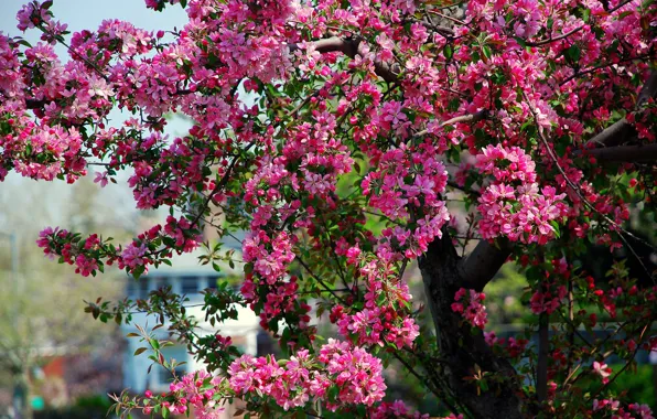 Tree, spring, pink, Apple, flowering, flowers