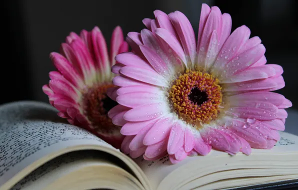 Flower, Book, Pink, Gerbera, A Drop Of Water, Nature