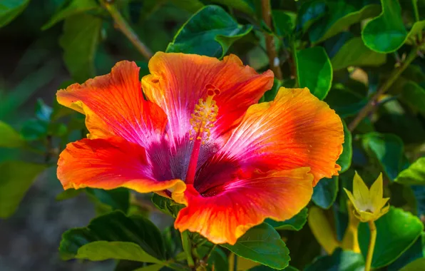 Greens, flower, leaves, macro, orange, red, bright, background