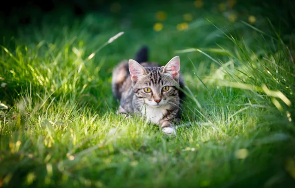 Picture cat, summer, grass, glade, kitty