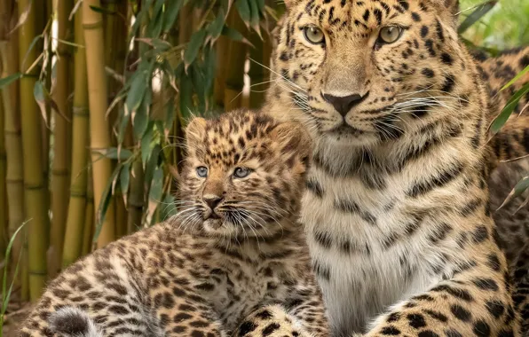 Portrait, leopard, cub, kitty, wild cat
