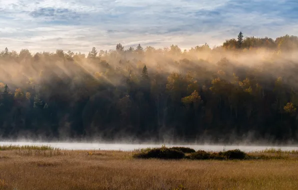 Autumn, forest, grass, clouds, rays, light, fog, river