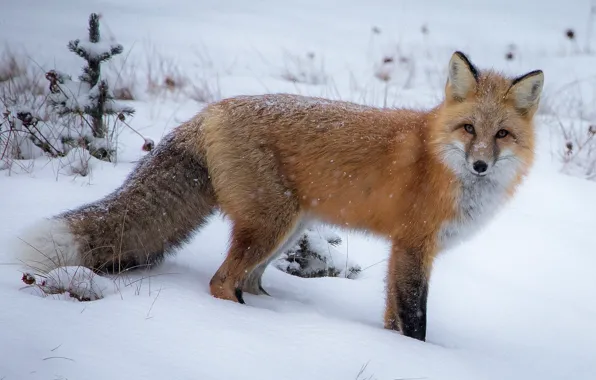 Picture winter, snow, Fox, the snow, walk