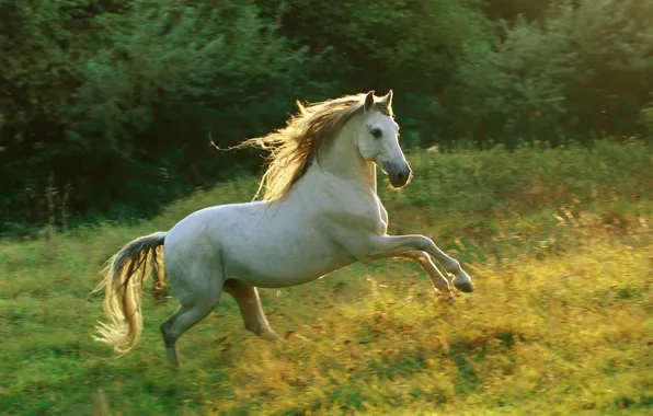 Picture horse, meadow, running