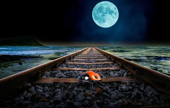 Picture sea, the moon, coast, rails, ladybug