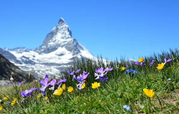 Picture grass, flowers, mountain, Switzerland, meadow, Switzerland, bokeh, Matterhorn