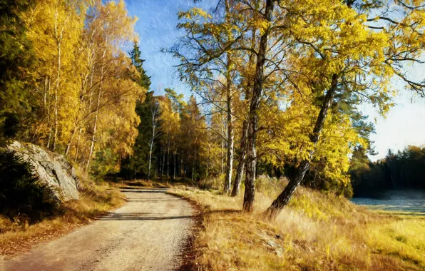 Road, autumn, forest, light, trees, nature, branch, trunks