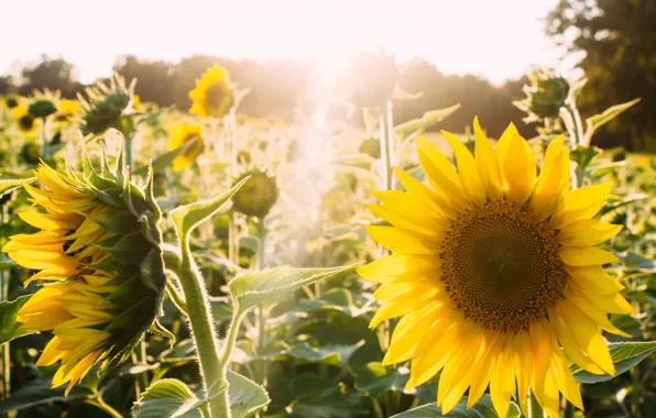 Field, summer, the sky, light, sunflowers, flowers, yellow, nature