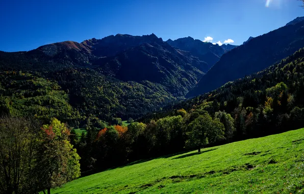 Picture forest, mountains, nature