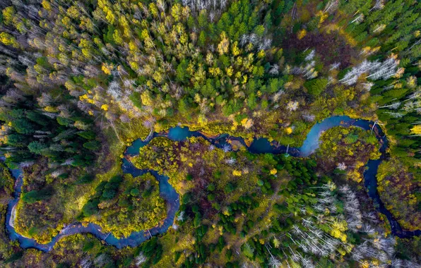 Picture forest, trees, landscape, nature, river, plants, the view from the top, relief