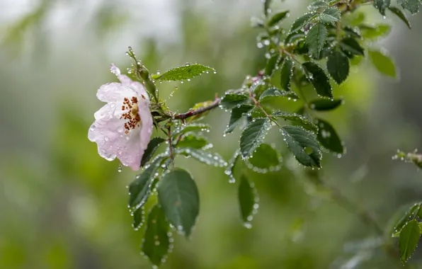 Flower, leaves, water, drops, nature, branch, briar