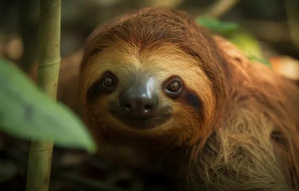Look, nature, smile, leaf, portrait, branch, sloth, face