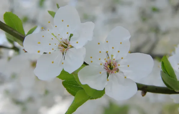 Macro, cherry, branch, spring, petals, white, flowers