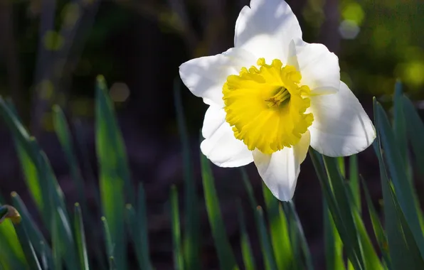 Picture macro, spring, Narcissus