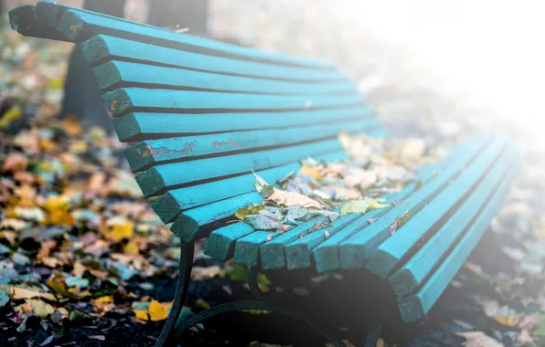 Leaves, nature, bench