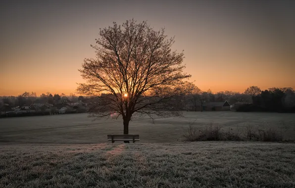 Tree, morning, bench