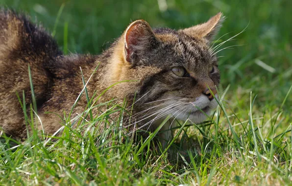 Greens, cat, grass, cat, look, face, portrait, wild cat