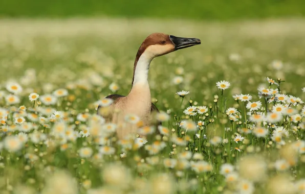 Field, flowers, bird, goose