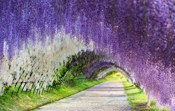 Picture Japan, Wisteria, Wisteria, flower tunnel, flower tunnel, Kawachi Fuji Gardens
