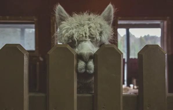 Animal, the fence, Lama