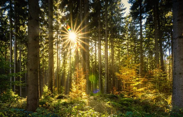 Forest, the sun, rays, trees
