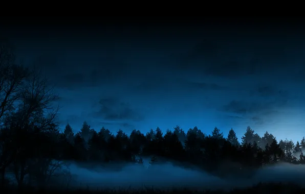 Picture forest, the sky, trees, Night