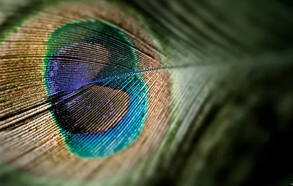 Macro, peacock, Pen
