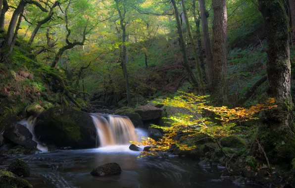 Forest, nature, stream, stones, cascade
