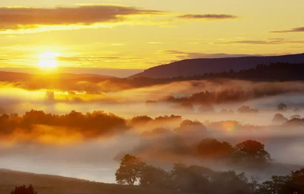 Picture forest, nature, fog, sunrise, the sun