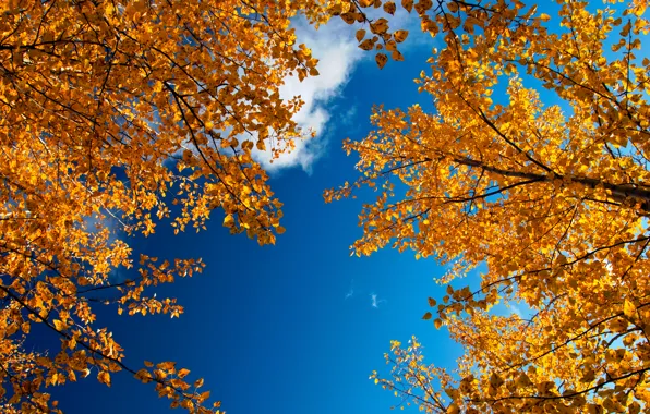 Picture the sky, branches, nature, foliage, Golden autumn