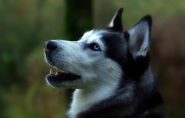 Dog, with blue eyes, white-black, nyashny)