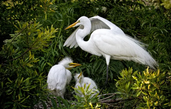 Birds, branches, thickets, foliage, socket, white, mom, the bushes