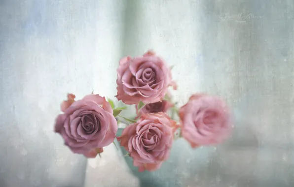 Picture flowers, background, roses