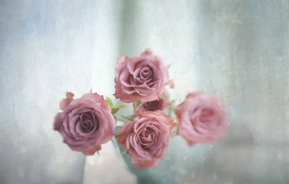 Flowers, background, roses